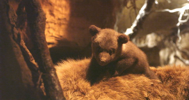 05 Terre des Ours